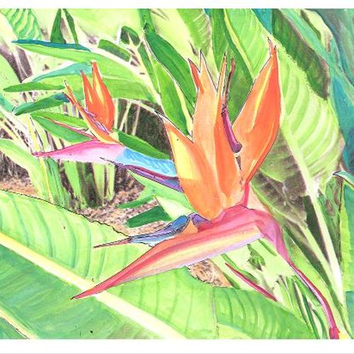 Bird of Paradise - original watercolor by Gary Spr