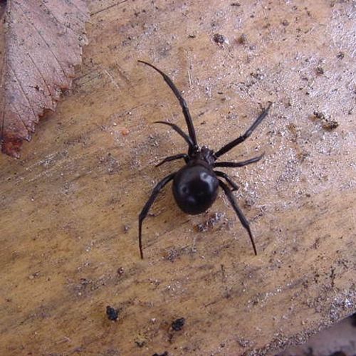 Black Widow spiders can invade your home. Don't ri