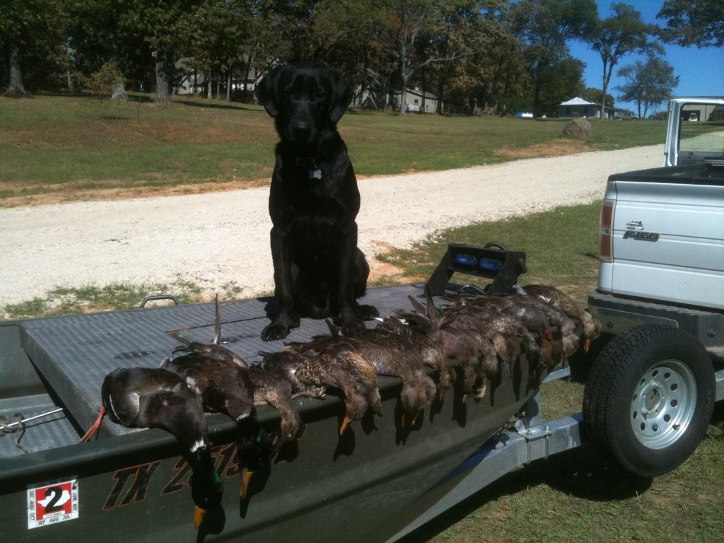 HuntinWeather Retrievers