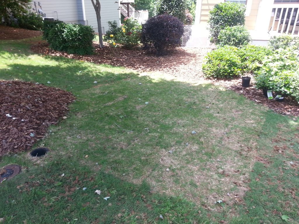 Sod Repair after about two weeks