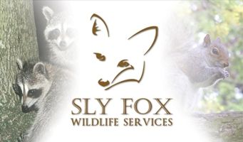 Sly Fox Wildlife Services