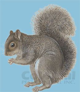 Grey Squirrel Control and Removal