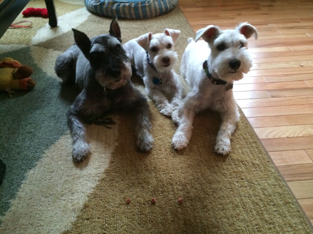 Harry, Daxter and Pixel practicing their stays.