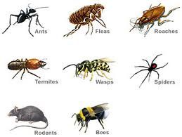 General Pests