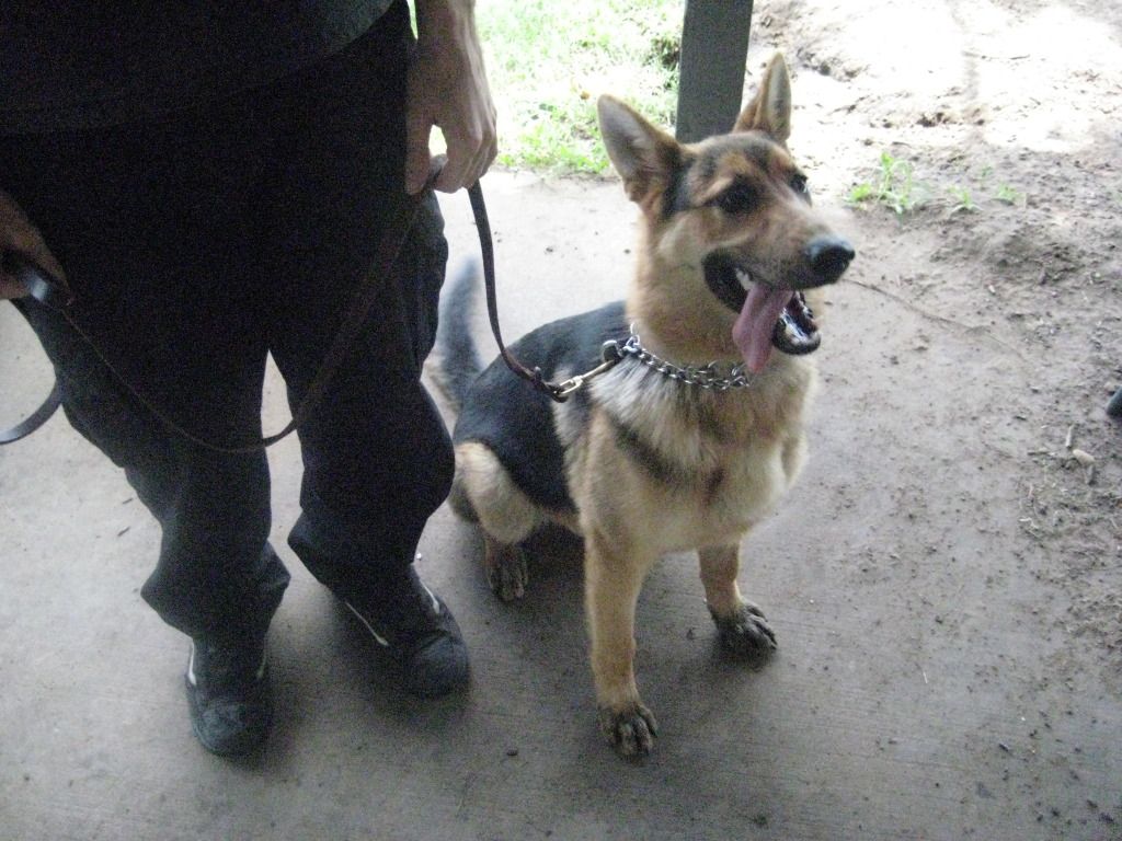 Czarina shows off her newly learned "sit" ability.