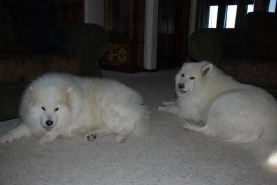 Chip and Bo