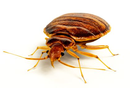 Knowledge of Bed Bugs, their feeding habits and li