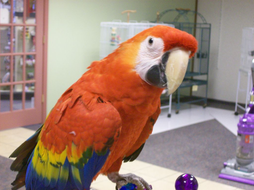 Exotic Pet Birds