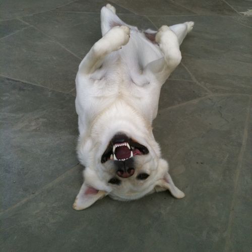 Happy pup, belly up!
