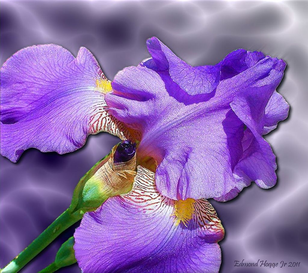 A Recent work called Blessed Iris