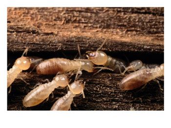 Subterranean termites can do tremendous damage to 