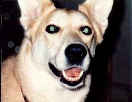 This is my dog who was my pet for 16 years.