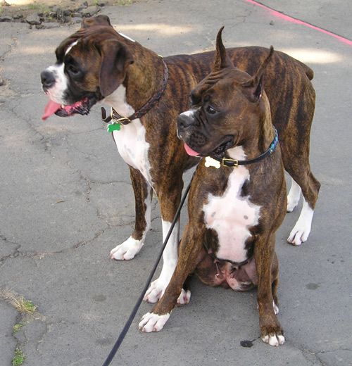 These 2 boxers are best friends!