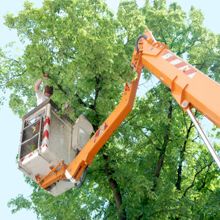 Tree Removal Mountain View CA