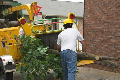 Hazardous Tree Removal. Dangerous Limb and Tree Re