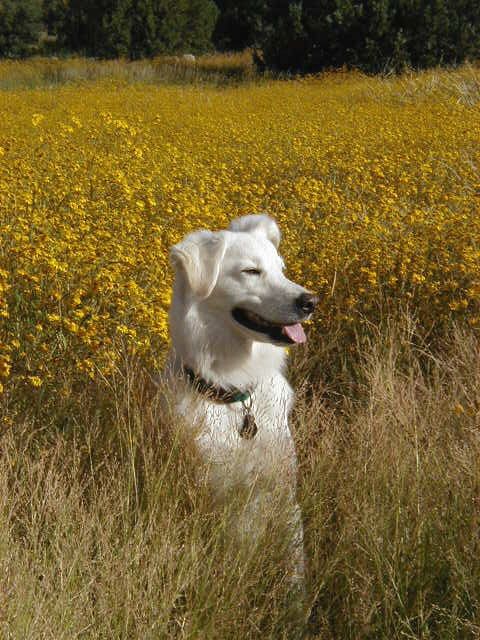 Spirit, mixed-breed rescue, Board and Train progra