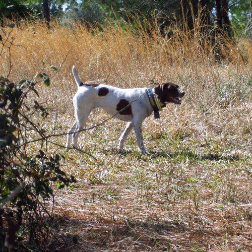 "Jackie" National Champion Bird Dog trained by Mon