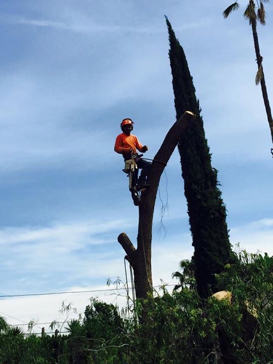 Nery's Hauling Tree Services