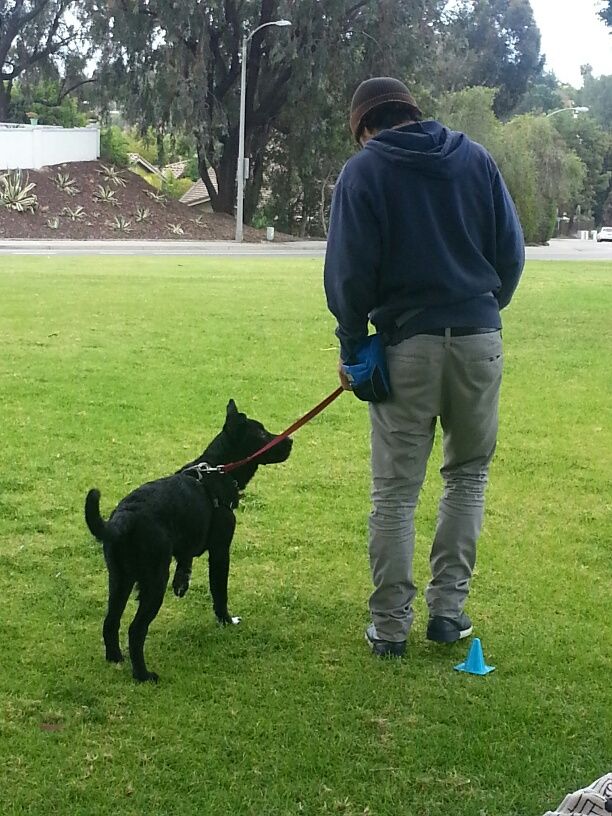 Loose leash walking can be achieved without correc