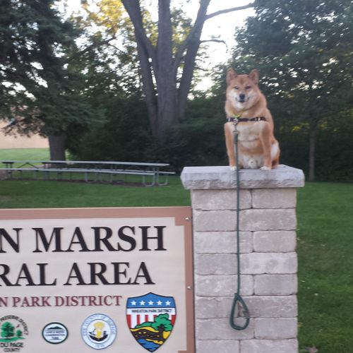 Loki, just chillin ontop of a sign..