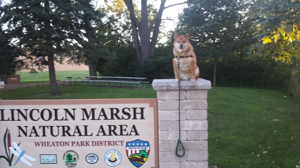 Loki, just chillin ontop of a sign..