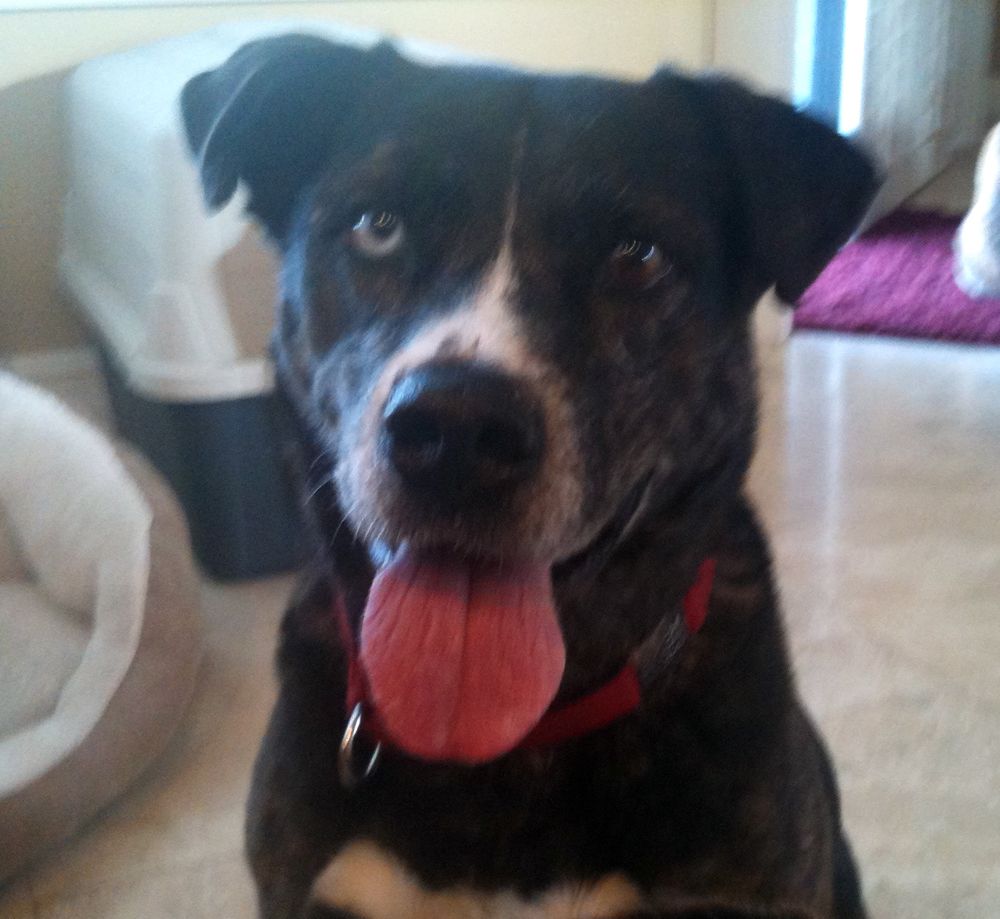Clyde is one of the most fun dogs we have ever met