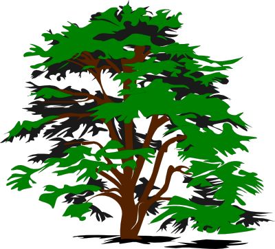 Clean Cut Tree Service & Stump Grinding, Inc.