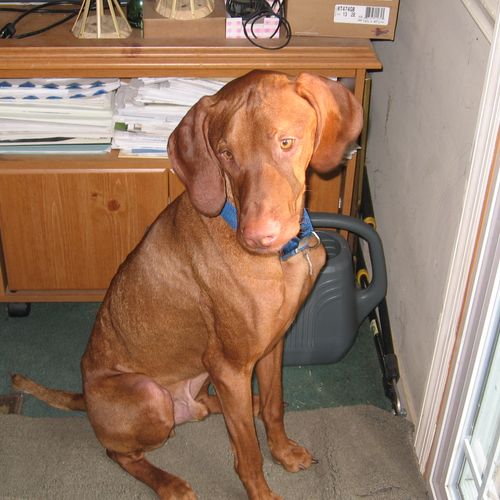Max, a vizsla, one of Erin's day training clients.