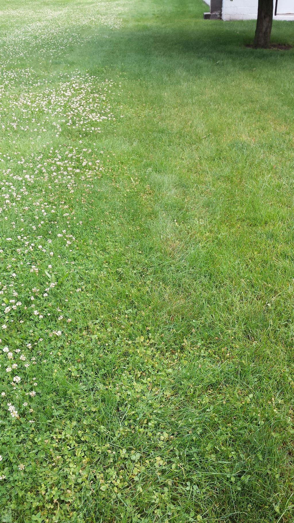 Let's see...which side received the broadleaf weed