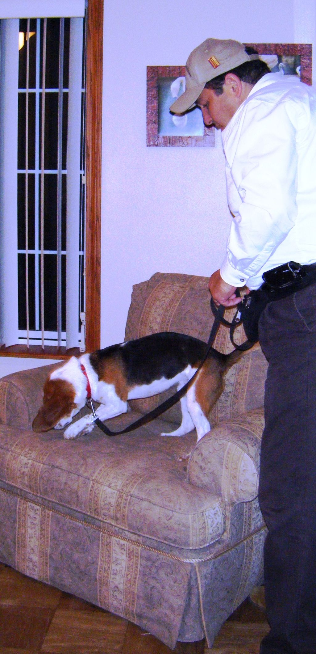 Barney alerting to one live bed bug on an upholste