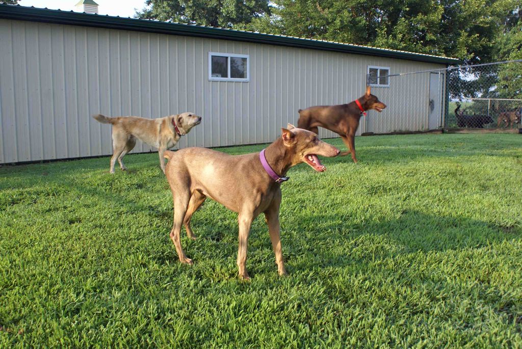 Most dogs enjoy having friends of their own kind t