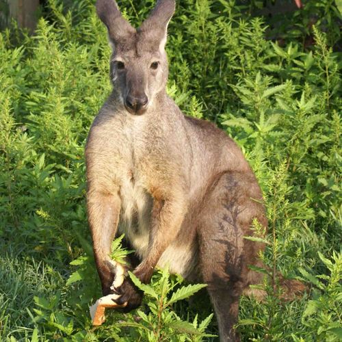 We also raise kangaroos as well as boarding pets.