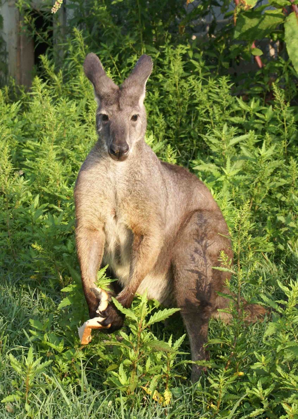 We also raise kangaroos as well as boarding pets.