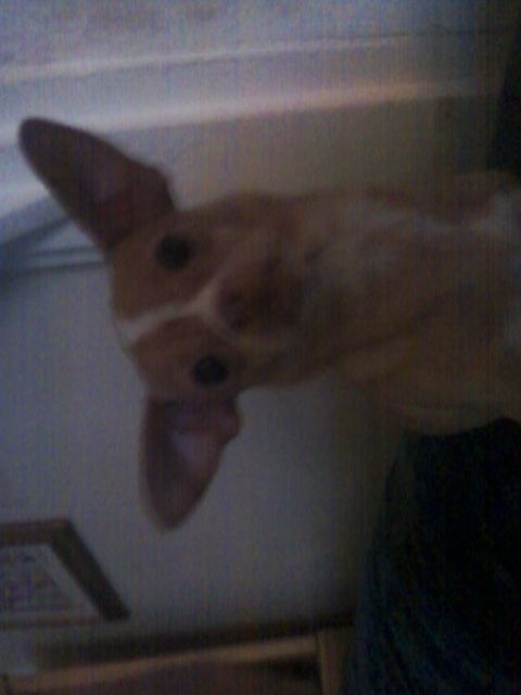 This is Daisy .. She has big bug eyes and big ears