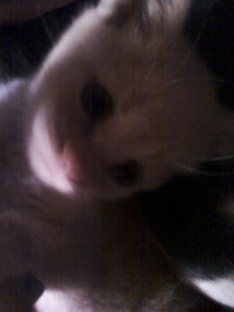 This is my lil snuggles I rescued him also , but i