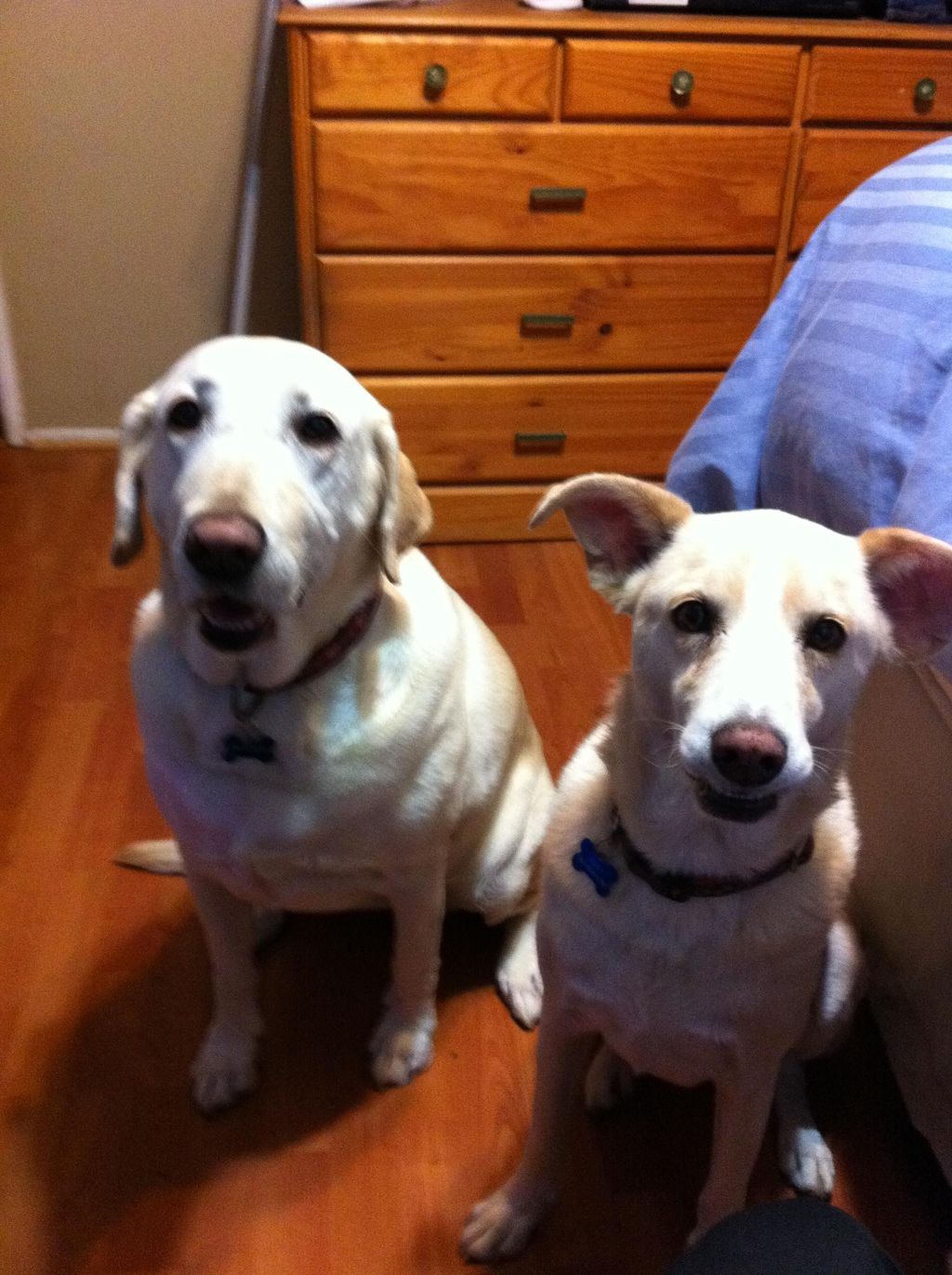 Older dogs can learn new tricks