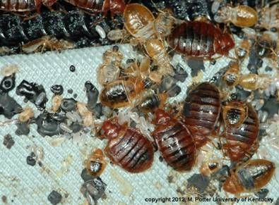 bed bug nest