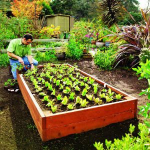 How about a "RAISED BED" in the yard - its the per