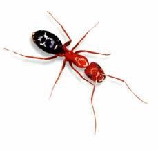 Red and Black Carpenter Ant.