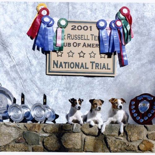 National Jack Russell Show Winners