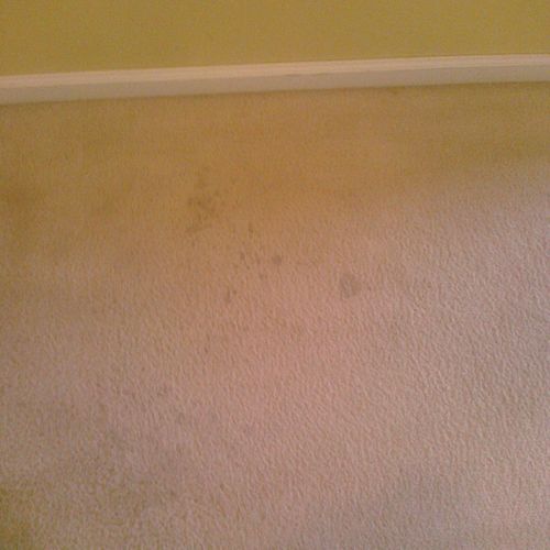 Carpets before dry cleaning