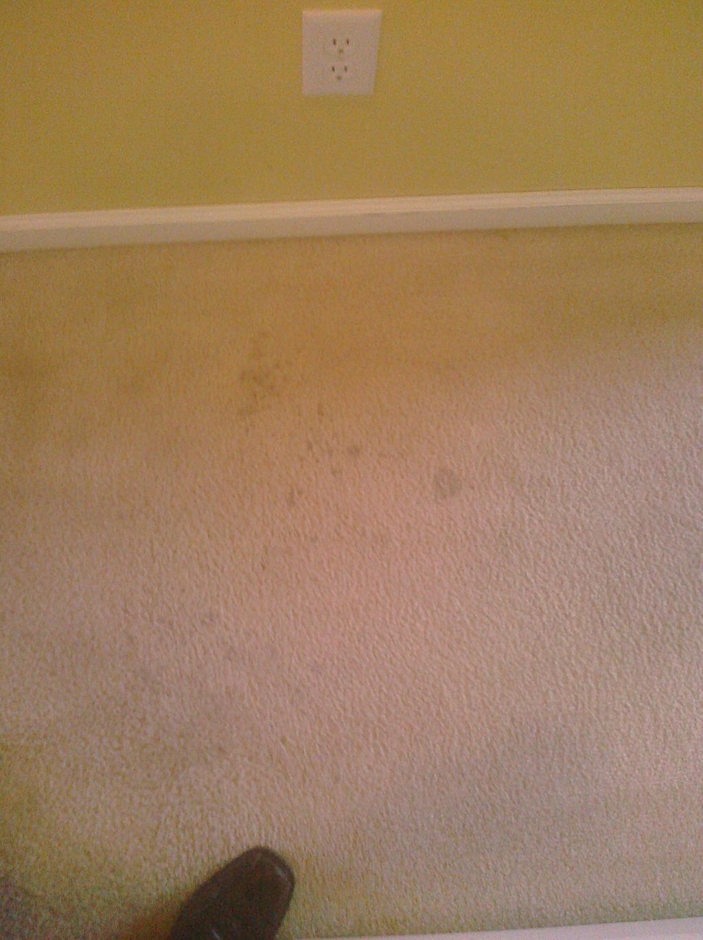 Carpets before dry cleaning