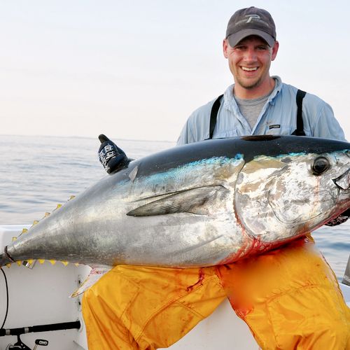 Tuna off Cape Cod