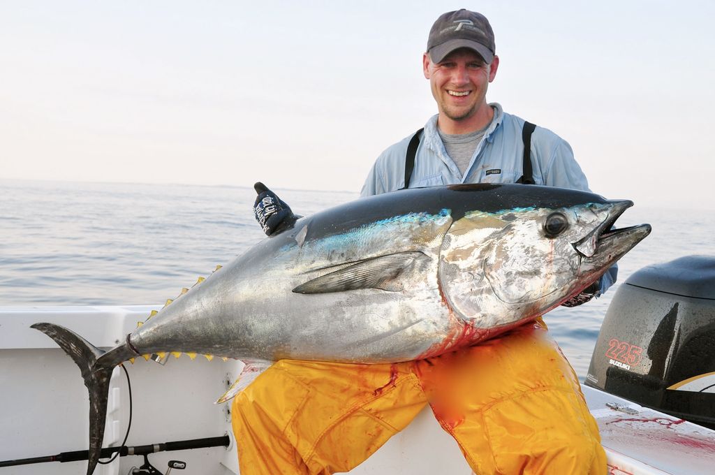 Tuna off Cape Cod