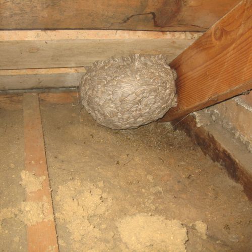 Wasp nest found on a Job. It's the size of a Baske