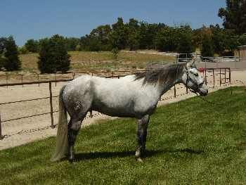 Quality horses for sale at all times!! Call us for
