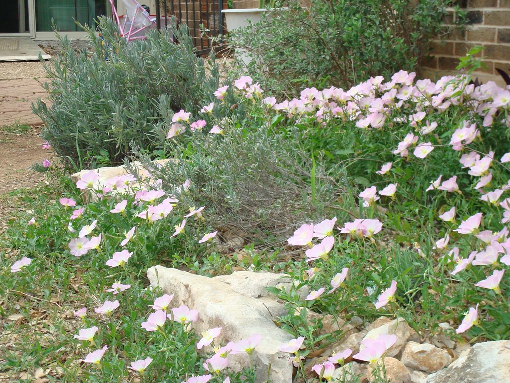 Wildflower Garden