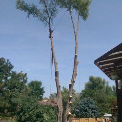 Us roping out a big willow tree