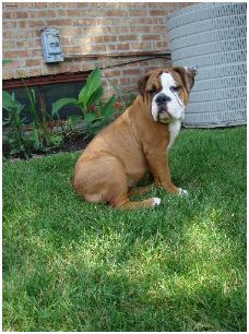 TLC Pet Pals - Arlington Heights, IL