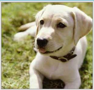 TLC Pet Pals - Arlington Heights, IL